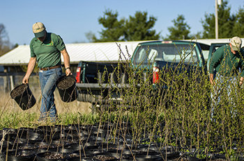 Turkey habitat improvement project utilizing volunteers from the Wild Turkey Federation. Crab apple trees are re potted at Rose Lake for replanting the following year.